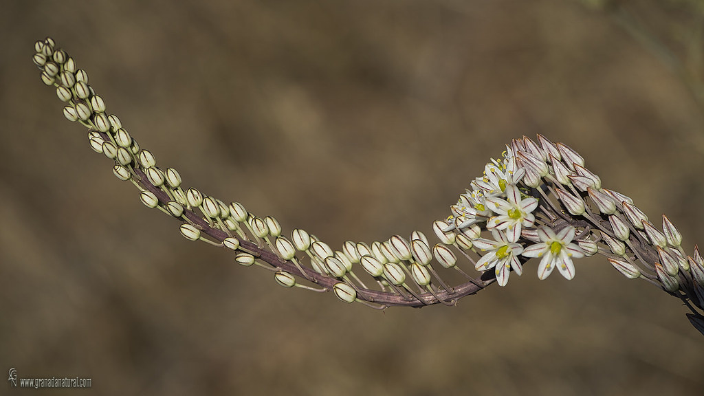 Urginea marítima