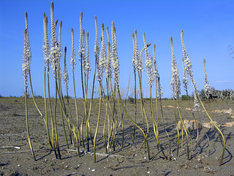 Urginea maritima.03