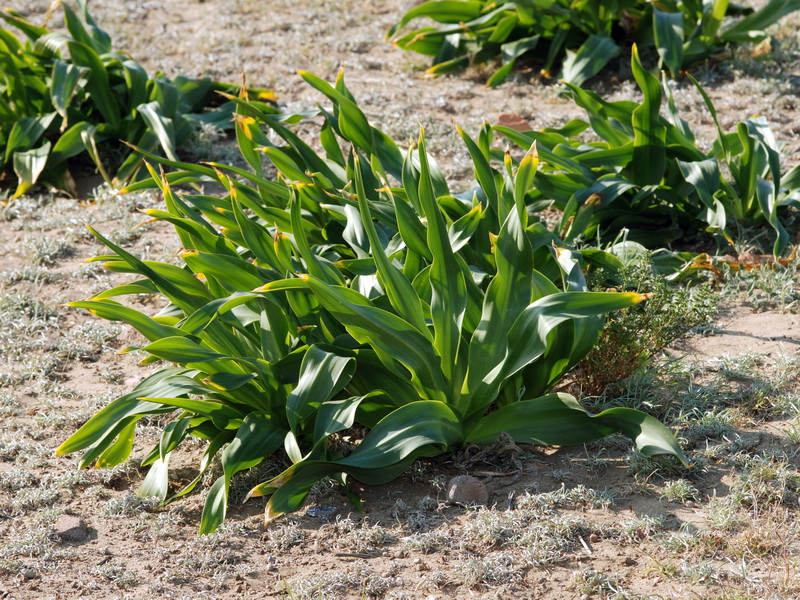 Urginea maritima.04