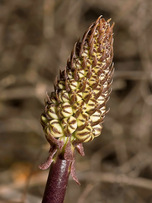 Urginea maritima.06