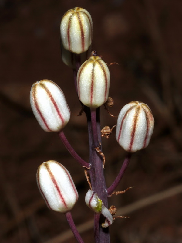 Urginea maritima.07