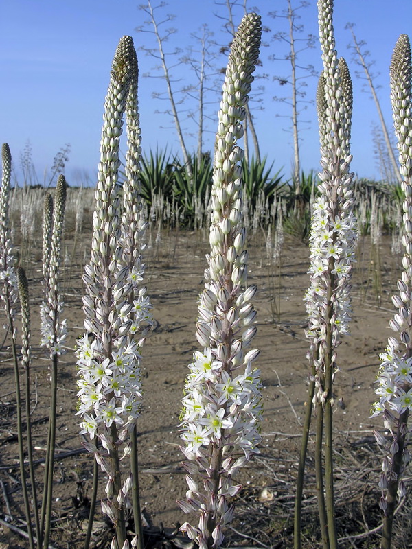 Urginea maritima.08