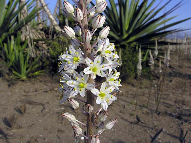 Urginea maritima.10