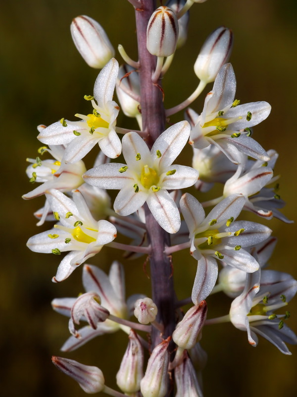 Urginea maritima.11