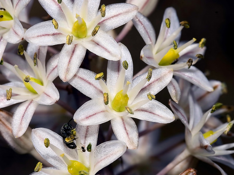 Urginea maritima.14