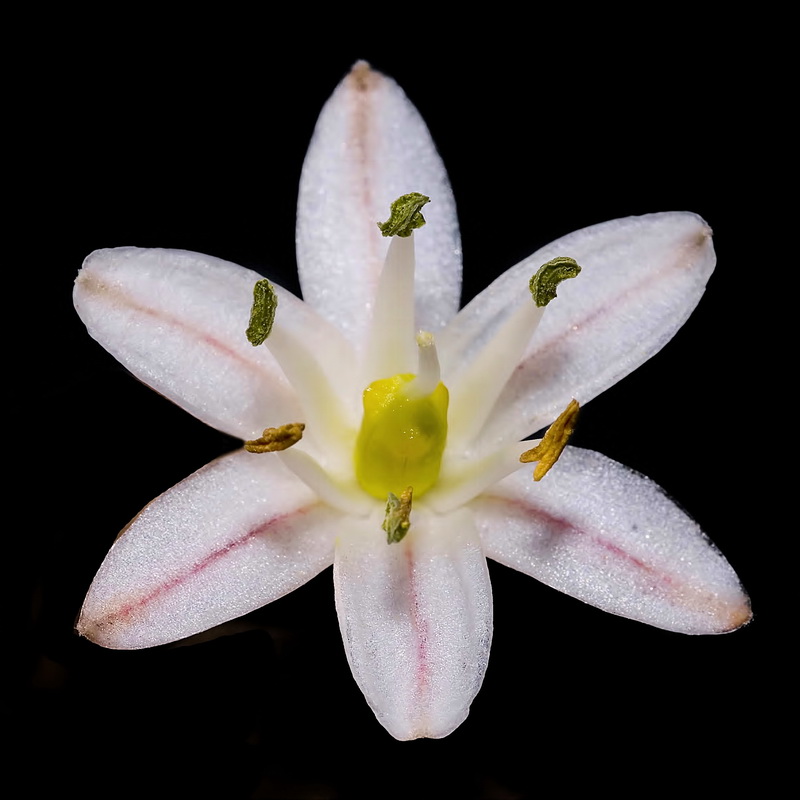 Urginea maritima.20