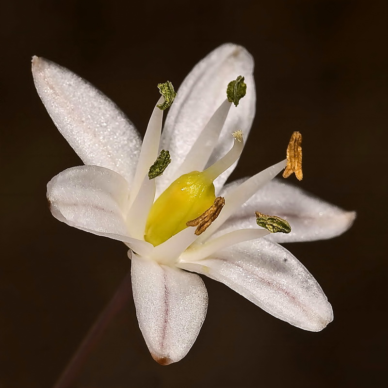 Urginea maritima.21