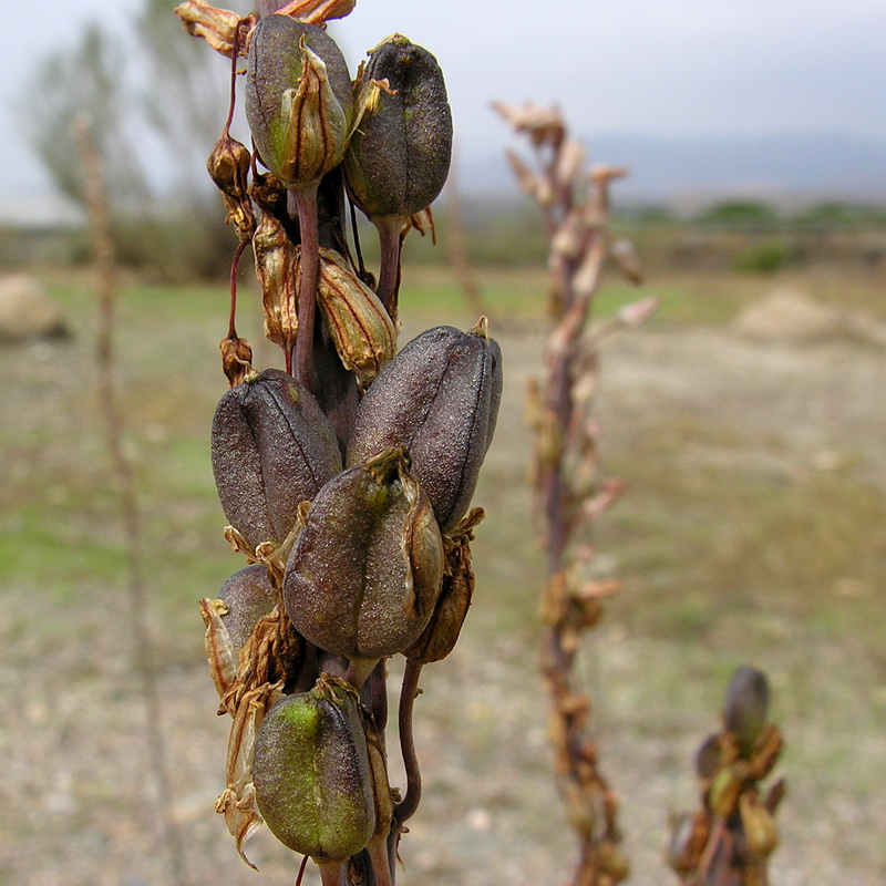 Urginea maritima.24