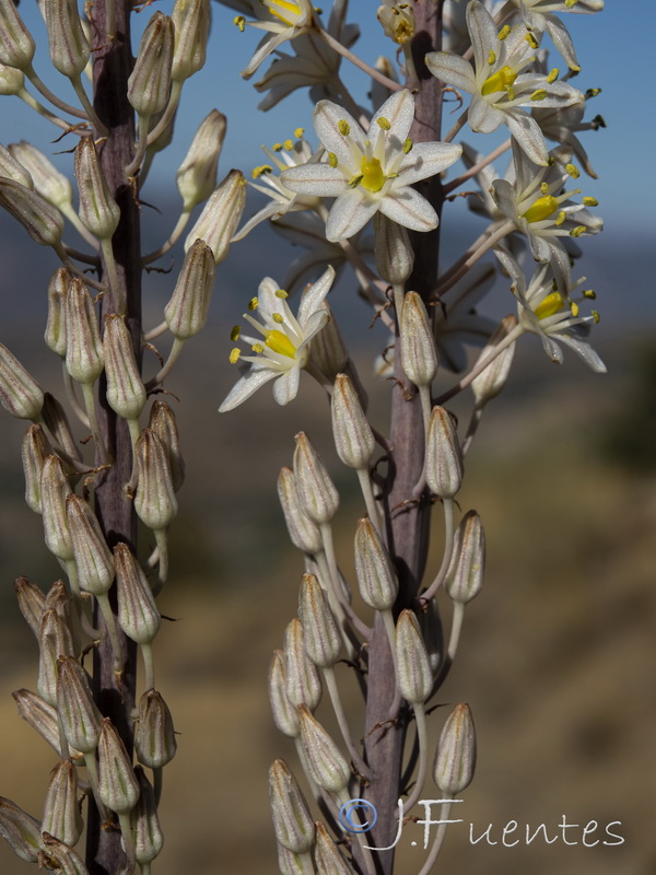 Urginea maritima.33