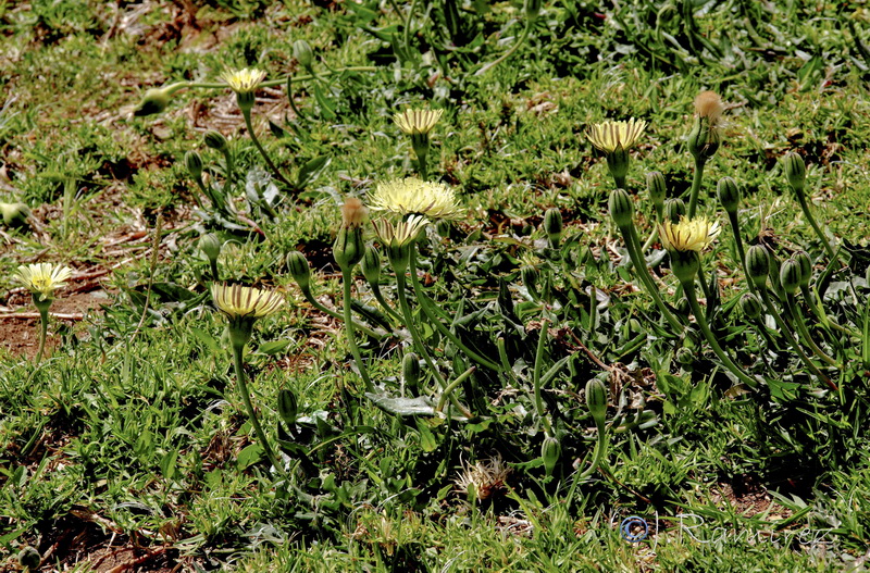 Urospermum dalechampii.01