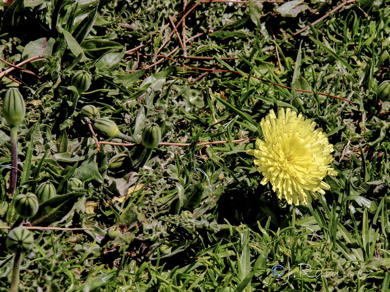 Urospermum dalechampii.02