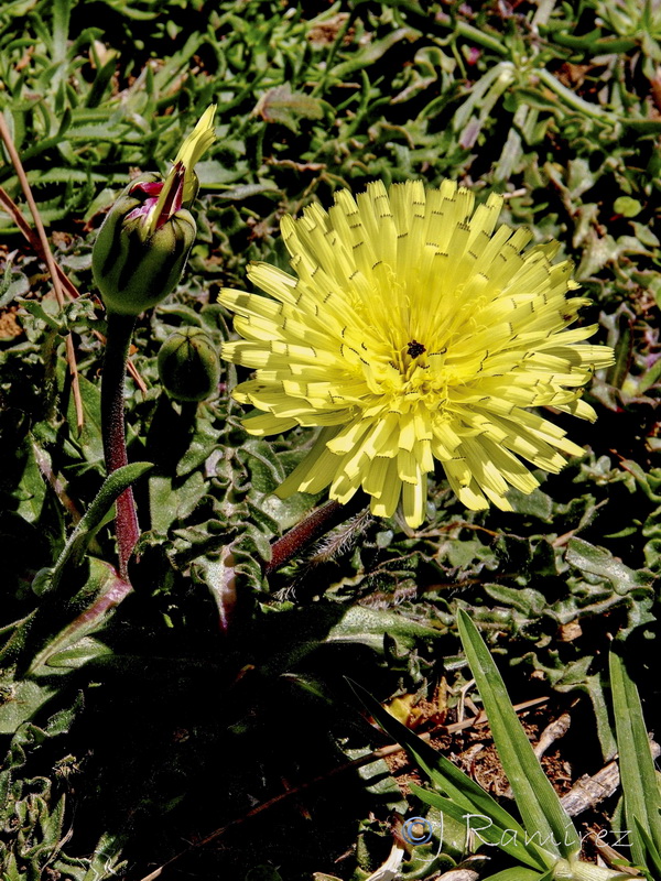 Urospermum dalechampii.03