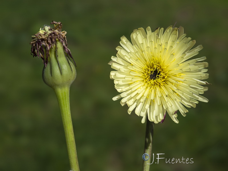 Urospermum dalechampii.05
