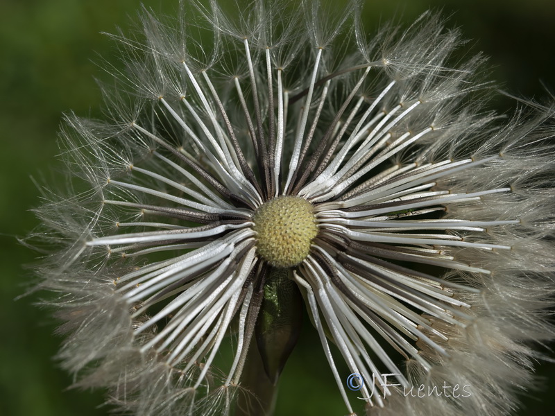 Urospermum dalechampii.06