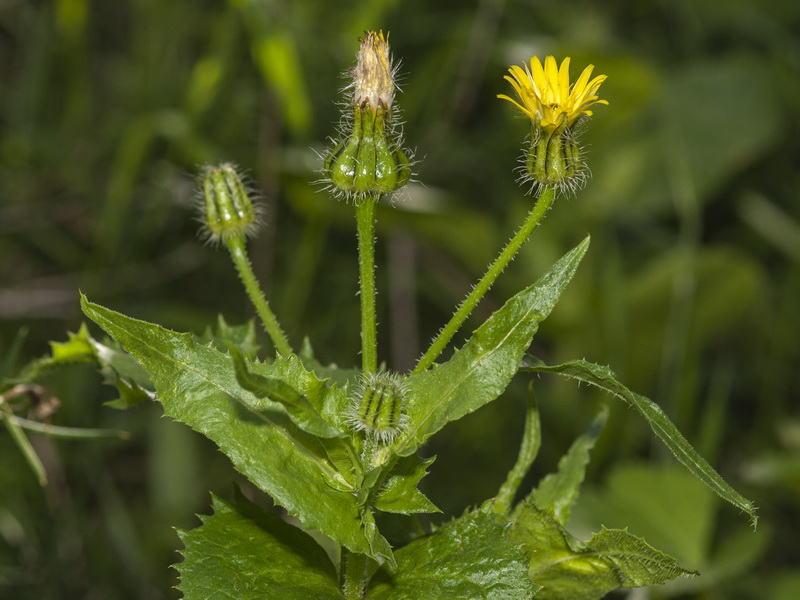 Urospermum picroides.02