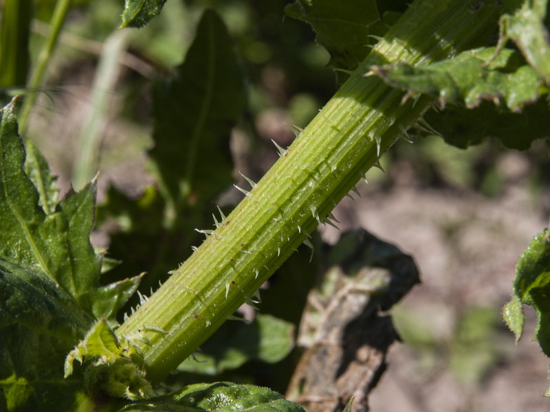 Urospermum picroides.04