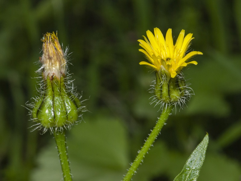 Urospermum picroides.05