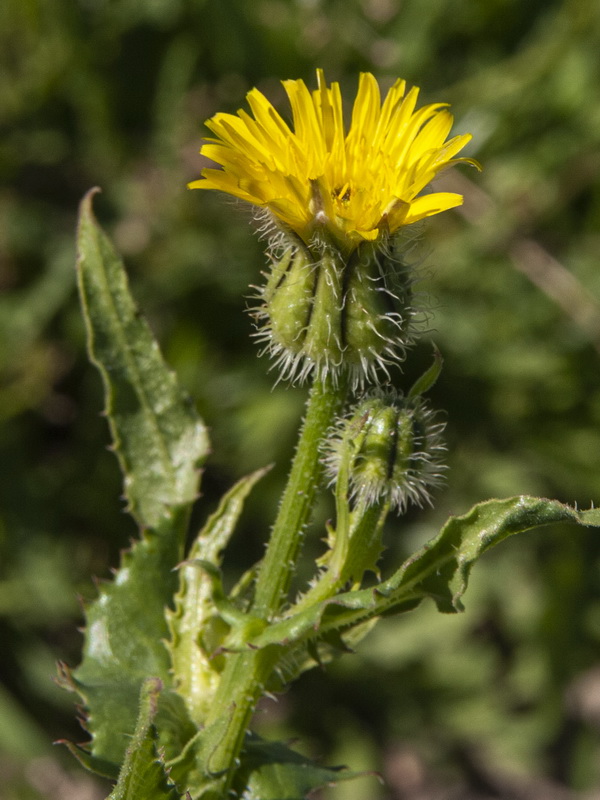 Urospermum picroides.06