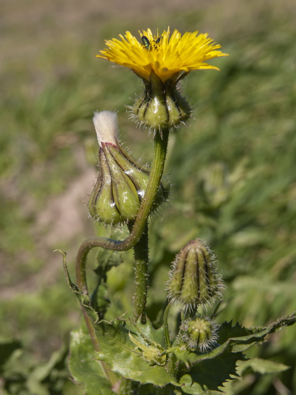 Urospermum picroides.07