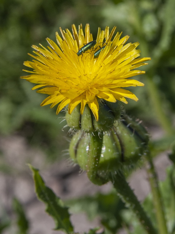 Urospermum picroides.09