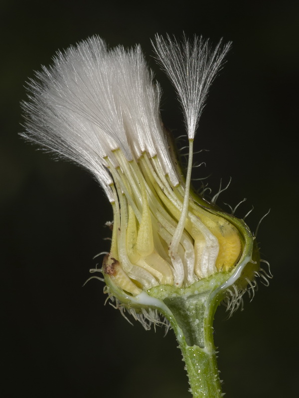 Urospermum picroides.10