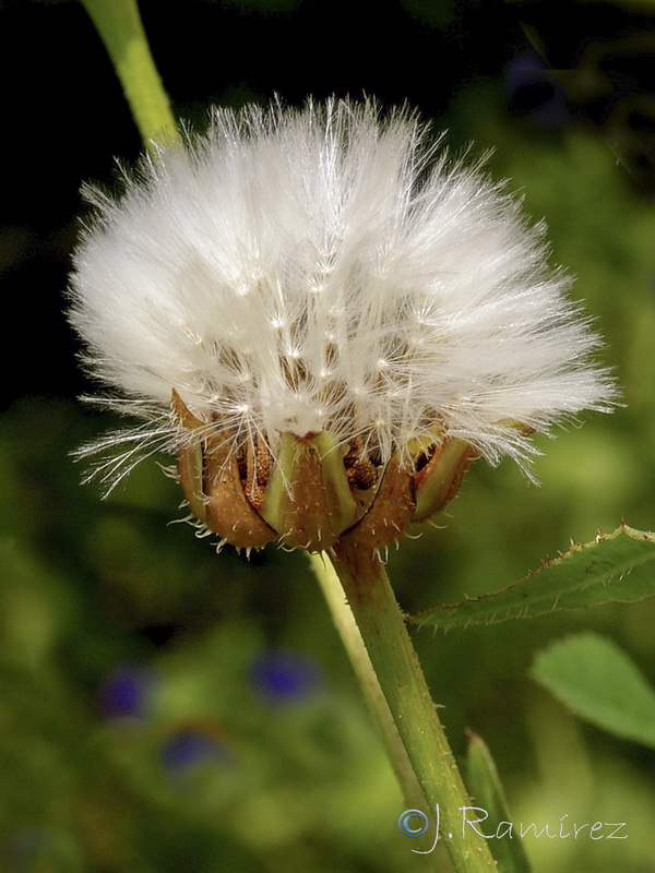 Urospermum picroides.11