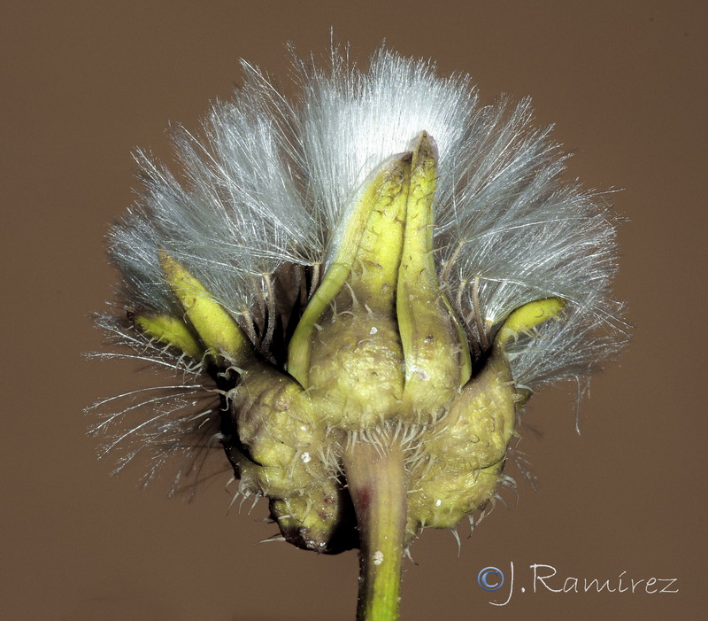 Urospermum picroides.12