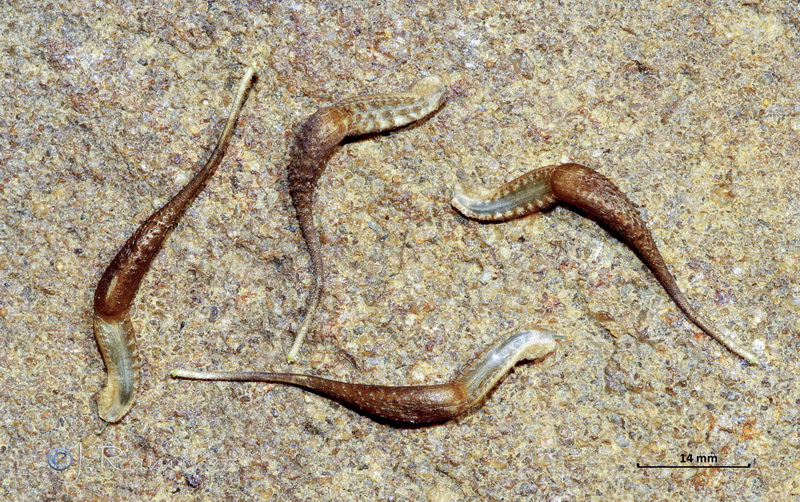 Urospermum picroides.14