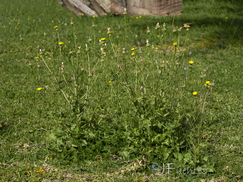 Urospermum picroides.15