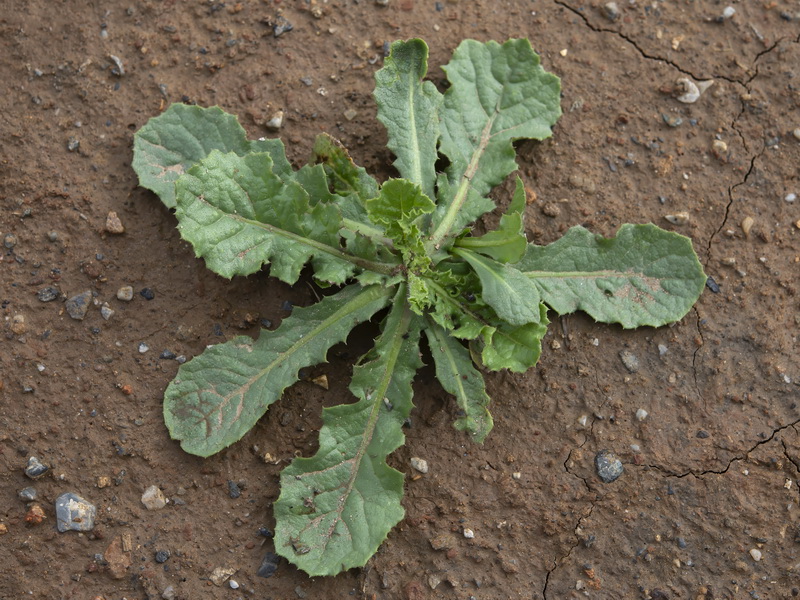 Urospermum picroides.18