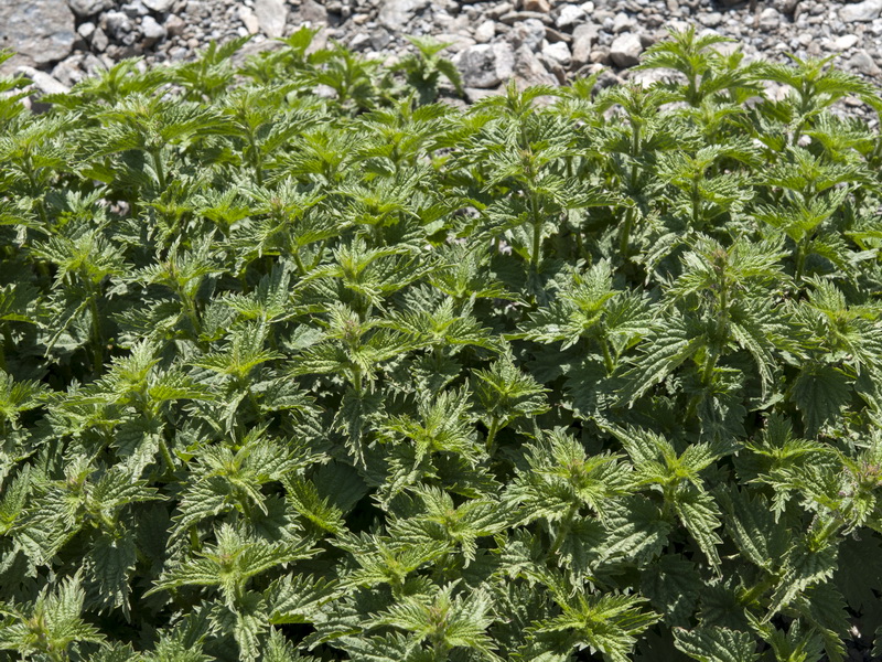 Urtica dioica.02