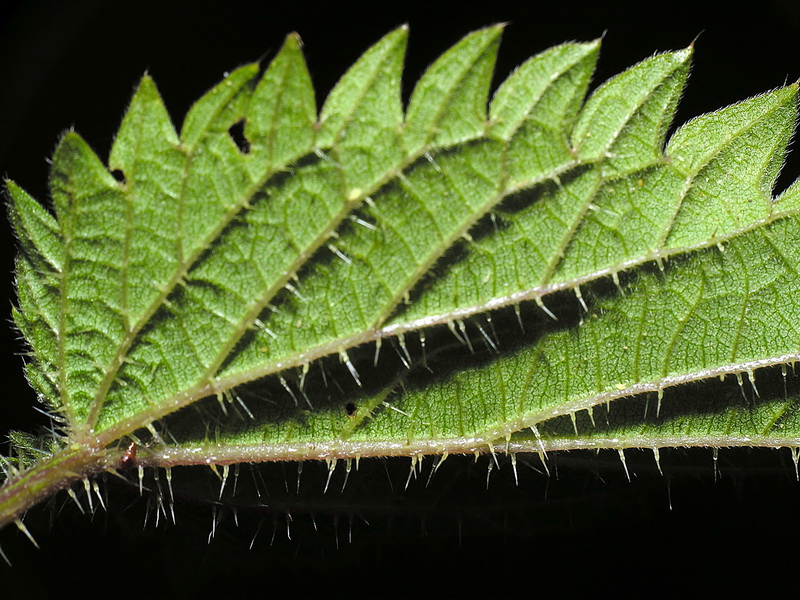 Urtica dioica.10