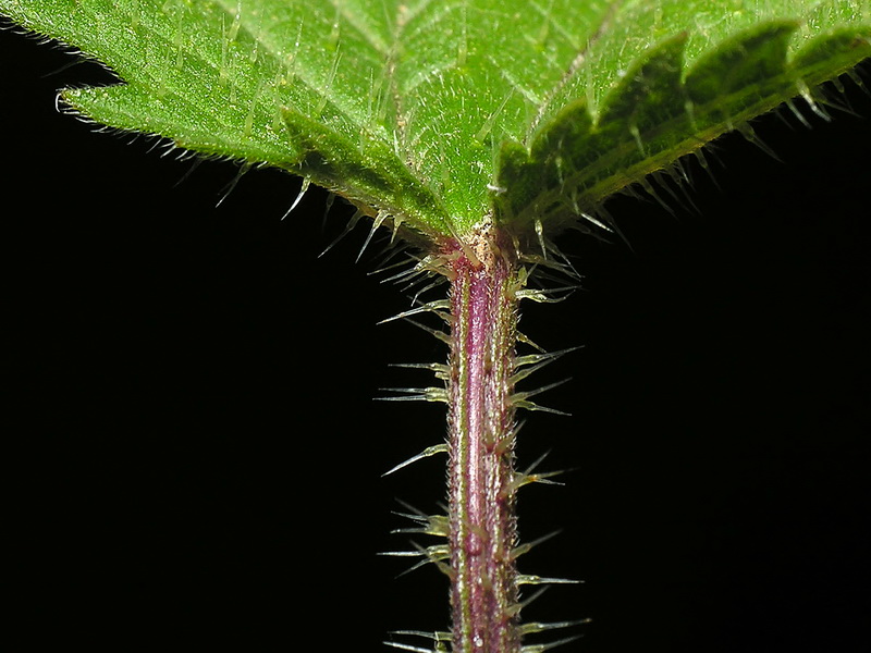 Urtica dioica.12