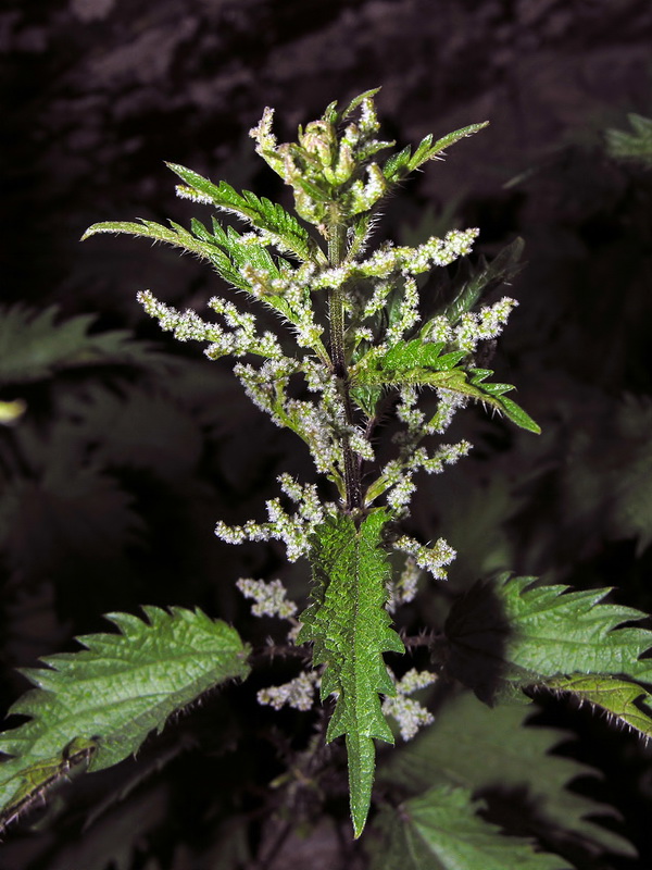 Urtica dioica.14