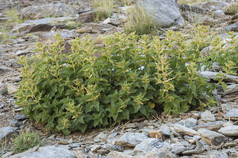 Urtica dioica.01