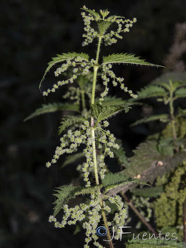 Urtica dioica.05