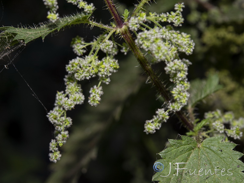 Urtica dioica.19