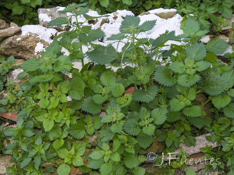 Urtica membranacea.01