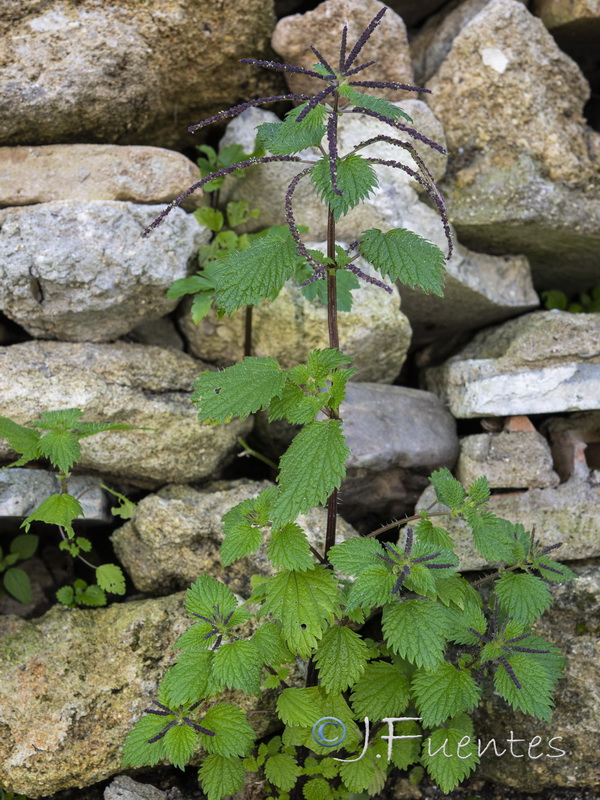 Urtica membranacea.02