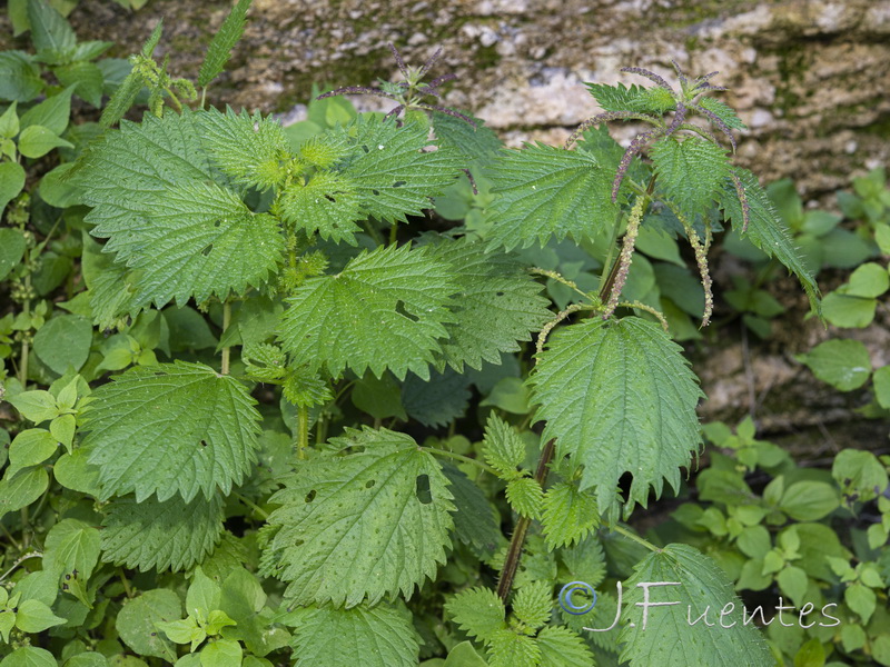 Urtica membranacea.05