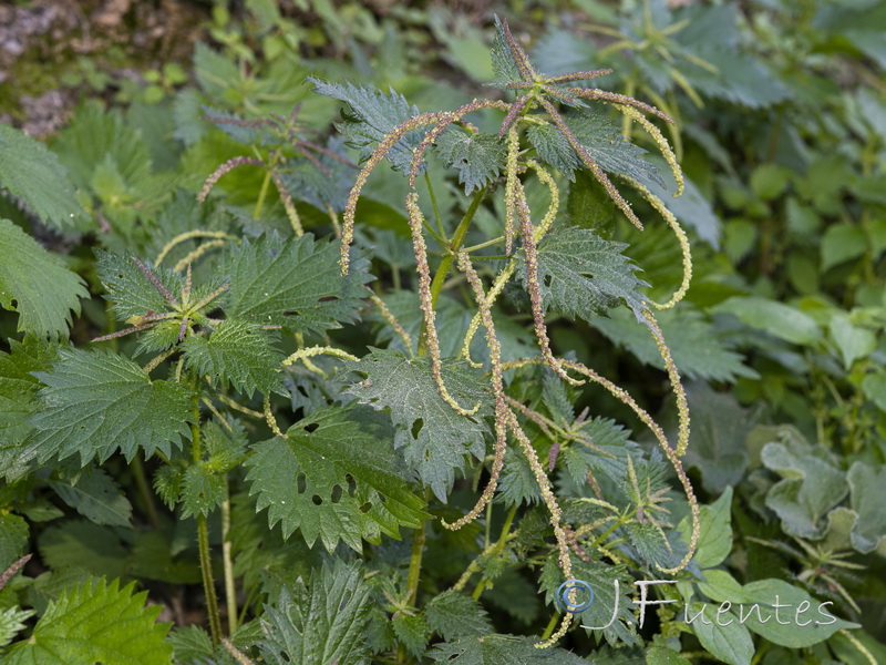 Urtica membranacea.08