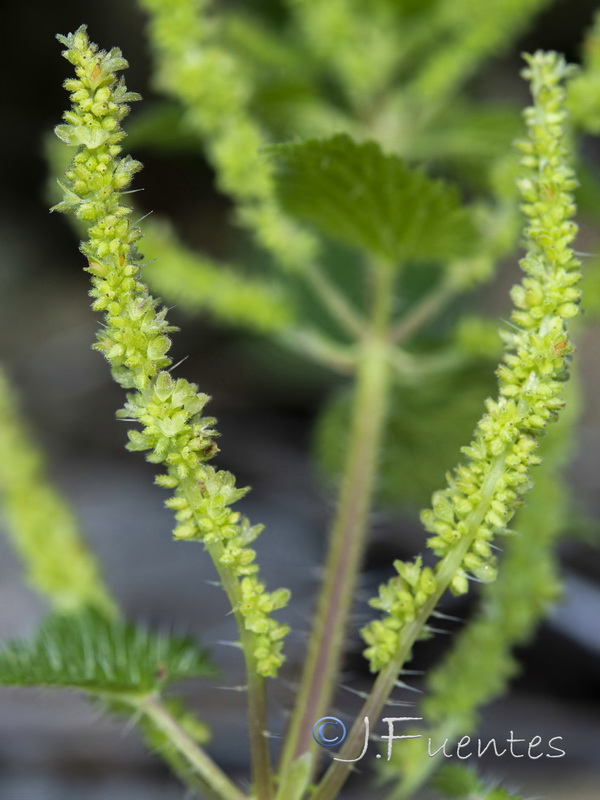 Urtica membranacea.10