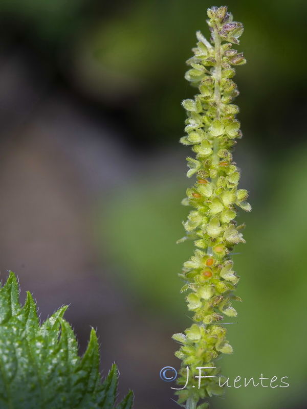 Urtica membranacea.11