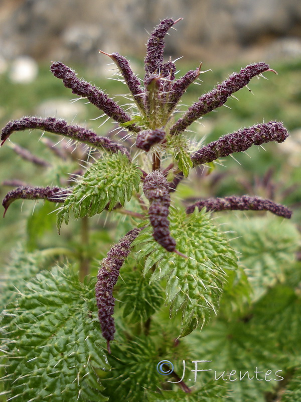 Urtica membranacea.13