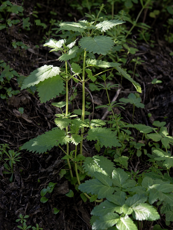 Urtica pilulifera.02
