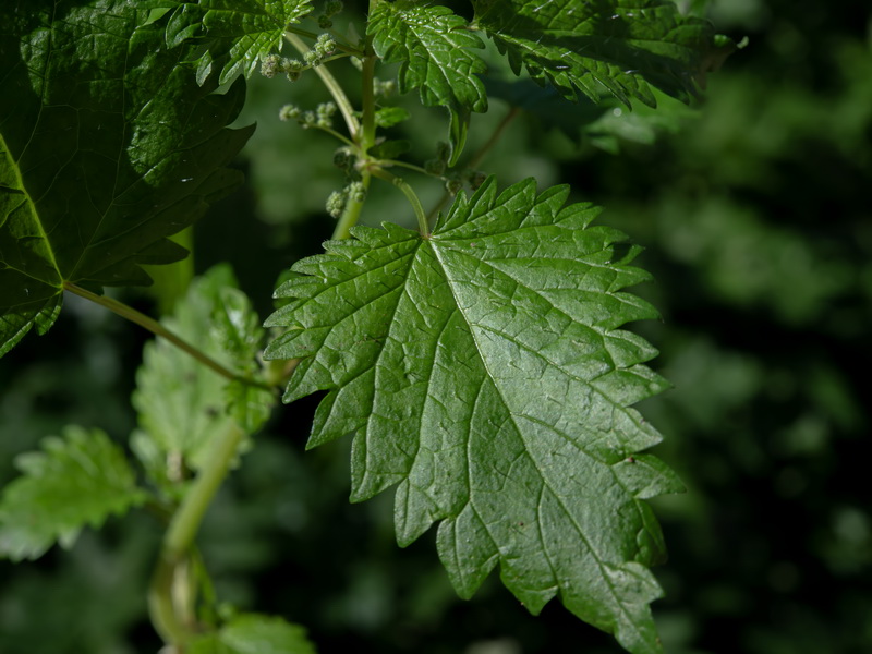 Urtica pilulifera.05