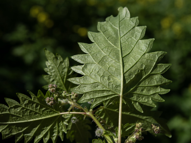 Urtica pilulifera.06
