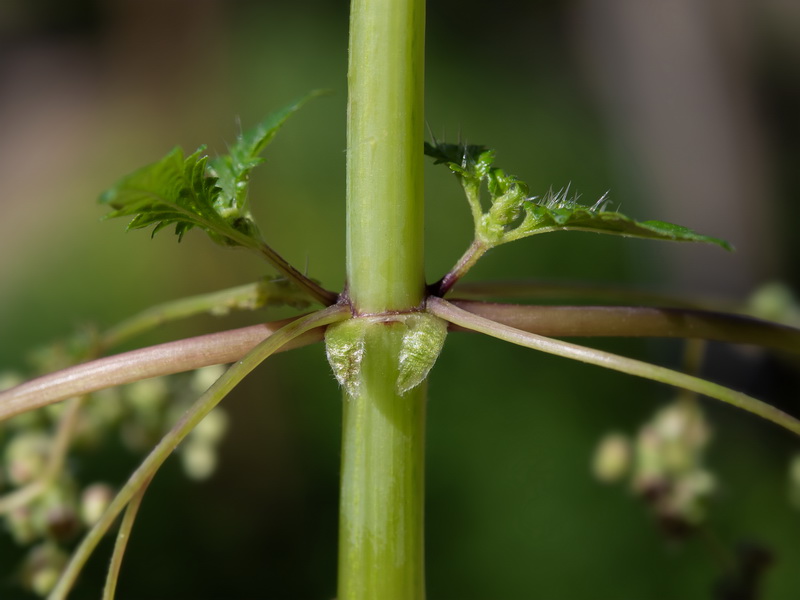 Urtica pilulifera.08