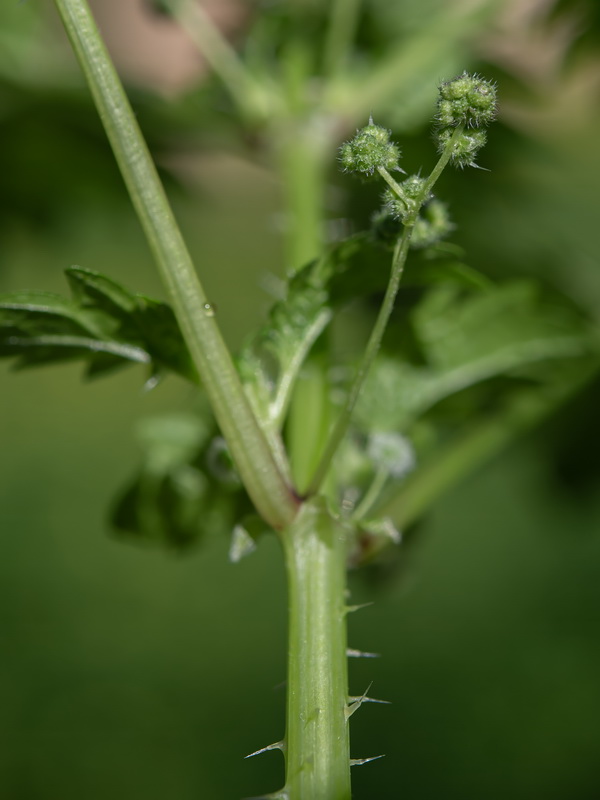 Urtica pilulifera.09