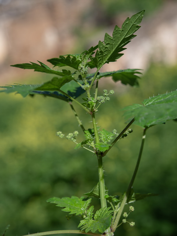 Urtica pilulifera.11